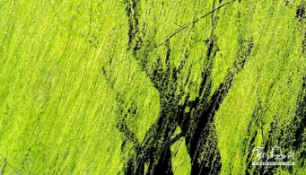 【原创】读读杨花柳絮的诗词感受春意