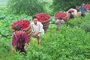 辣椒明朝才进入中国 曾被当做观赏作物