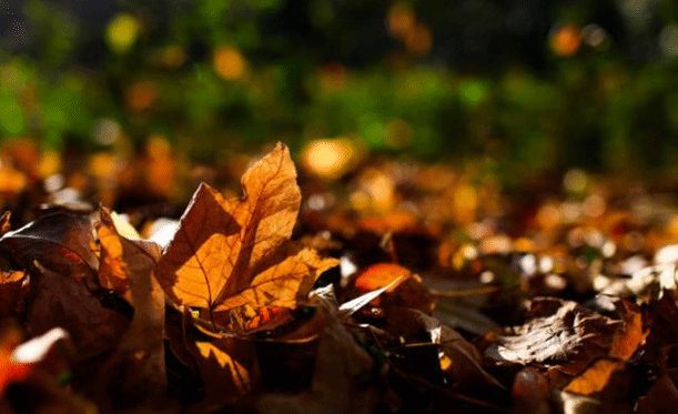 这三首早秋的秋词 都有一种秋来的清气和壮美