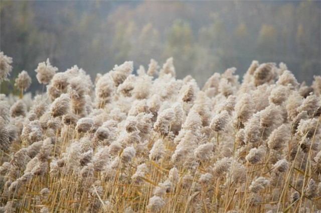 秋草古诗词五首：莫为登临动惆怅 每缘萧瑟蕴青葱