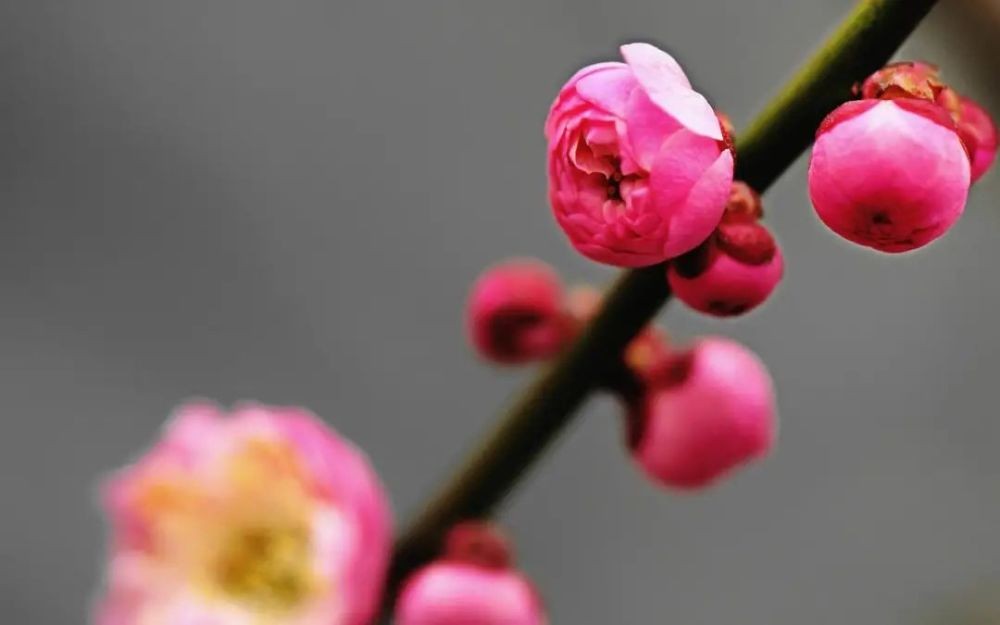 冬日里开在唐诗宋词里的梅花 胜景令人陶醉