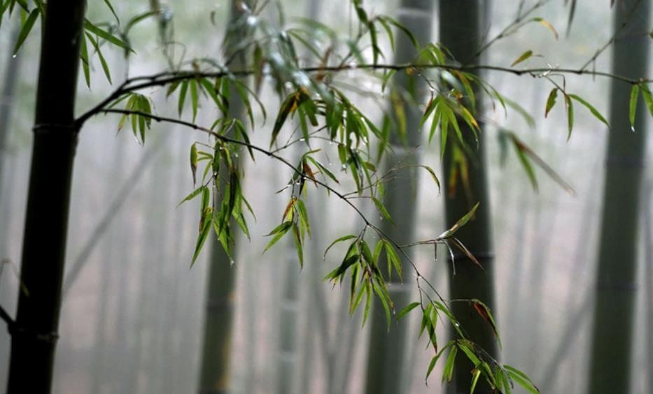 在苏轼的诗歌中 是如何运用雨这个意象的