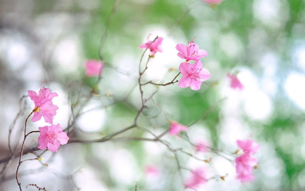 花开的情 花落的伤 一曲长叹 皆为痴心人