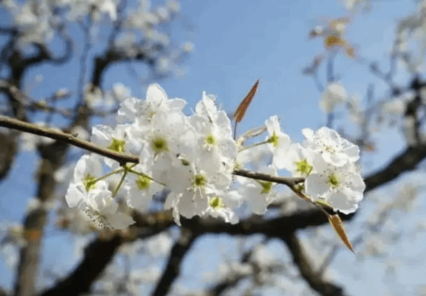 梨花古诗八首：洛阳梨花落如雪 梨花满地不开门