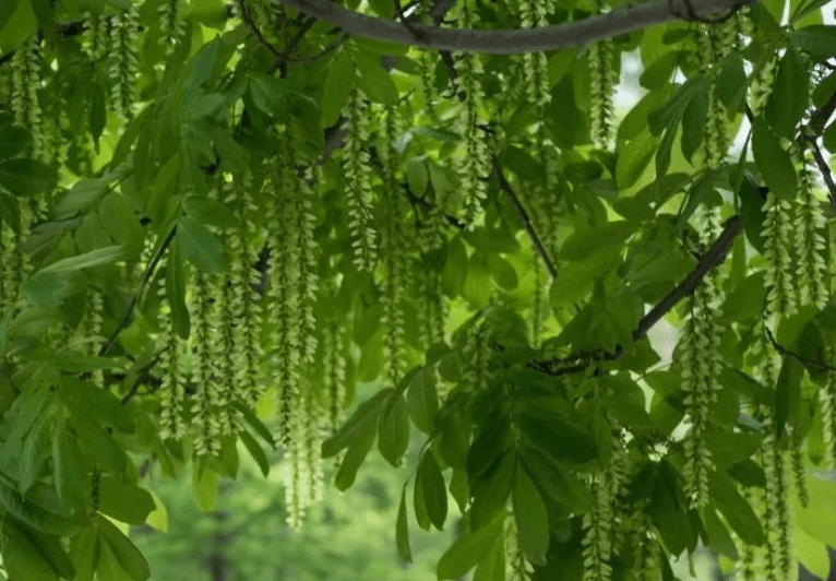 诗词里的初夏：古来江左多佳句 浅夏胜春最可人