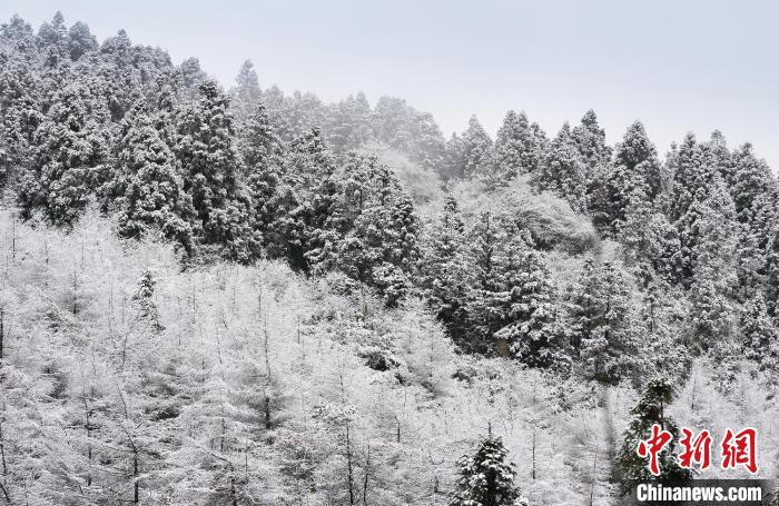 资料图:白雪覆盖森林成美景。 王俊杰 摄 资料图:白雪覆盖森林成美景。 王俊杰 摄