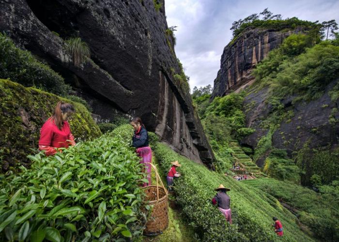 采茶工在福建武夷山茶园采茶。