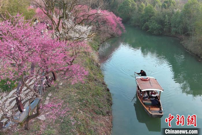 西溪湿地梅花盛开 王刚 摄 西溪湿地梅花盛开 王刚 摄