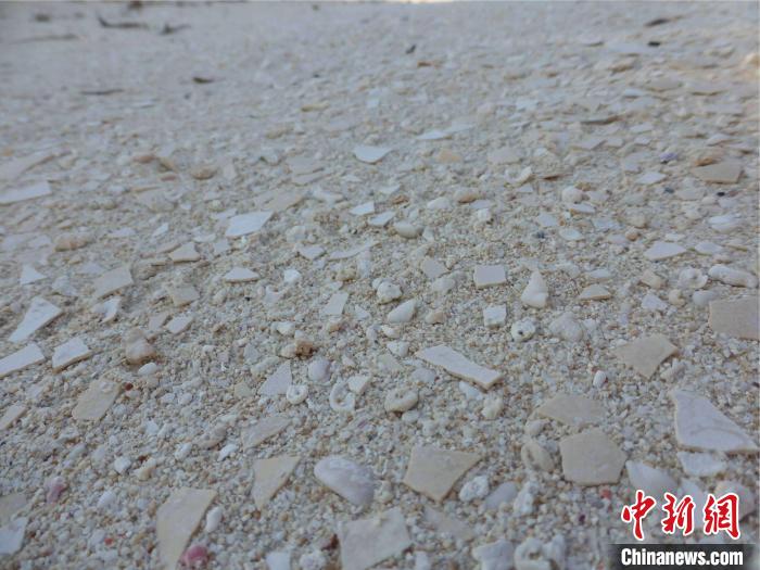 象鸟蛋碎片散布于马达加斯加西南海滩上,沿着海岸线能找到大量密集的象鸟蛋碎片(摄于2014年)。 James Haile 摄 象鸟蛋碎片散布于马达加斯加西南海滩上,沿着海岸线能找到大量密集的象鸟蛋碎片(摄于2014年)。 James Haile 摄