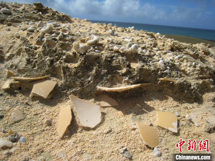 散布在马达加斯加海滩或埋藏沙丘中的象鸟蛋碎片(摄于2006-2007年)。 Gifford Miller 摄 散布在马达加斯加海滩或埋藏沙丘中的象鸟蛋碎片(摄于2006-2007年)。 Gifford Miller 摄