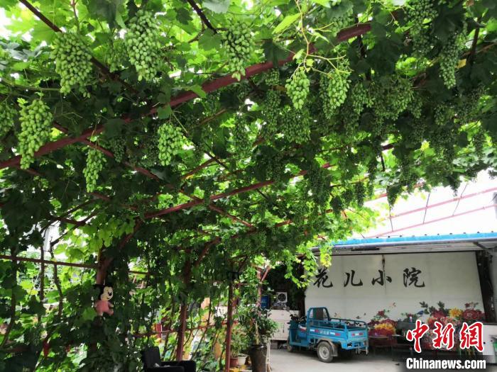 王秀芳的“花儿小院”一角 王秀芳供图 王秀芳的“花儿小院”一角 王秀芳供图