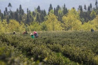 用节气文化滋养当代生活 让节气在当下焕发蓬勃生机