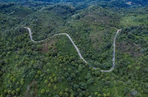 走进中国第57项世界遗产：普洱景迈山古茶林文化景观