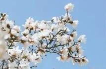 中国百花的生日：花朝节