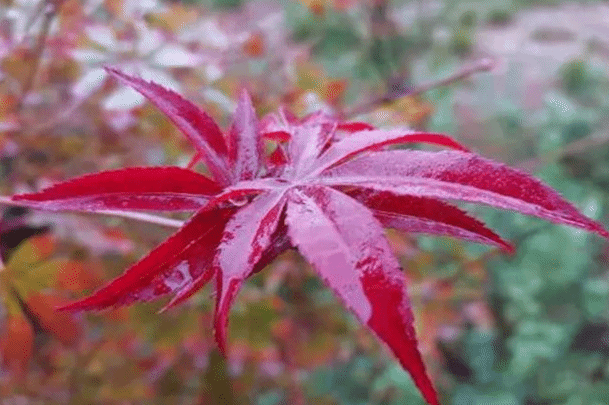 初秋听雨古诗六首：听雨胜观雨 万叶鸣飕飕