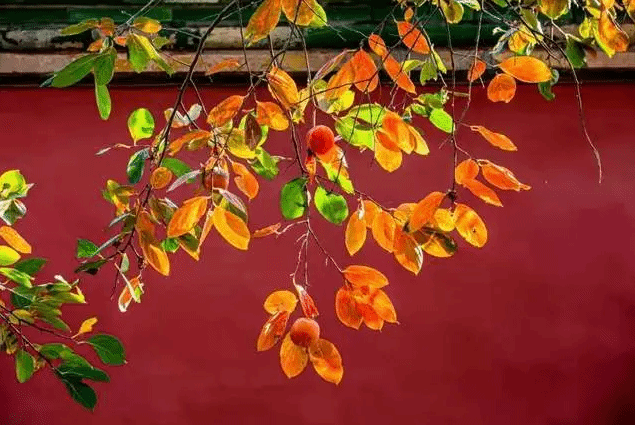 今日重阳节：中秋已过又重阳  丹桂吐蕊菊花黄