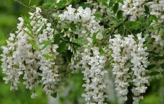 【梦里故乡】青未了｜哭泣的槐花（诗）