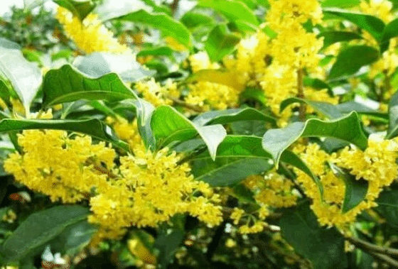 【梦里故乡】内蒙古｜田辉远：心中那片沙枣花