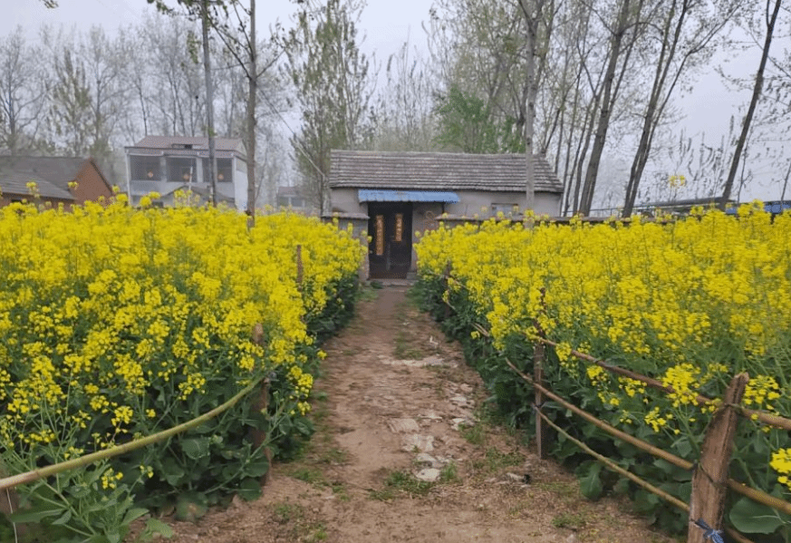 【梦里故乡】乡土散文：愿归来 故乡月明依旧