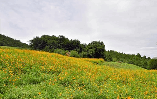 郭爱和：艺心筑梦乡村振兴 画里留住美丽乡愁