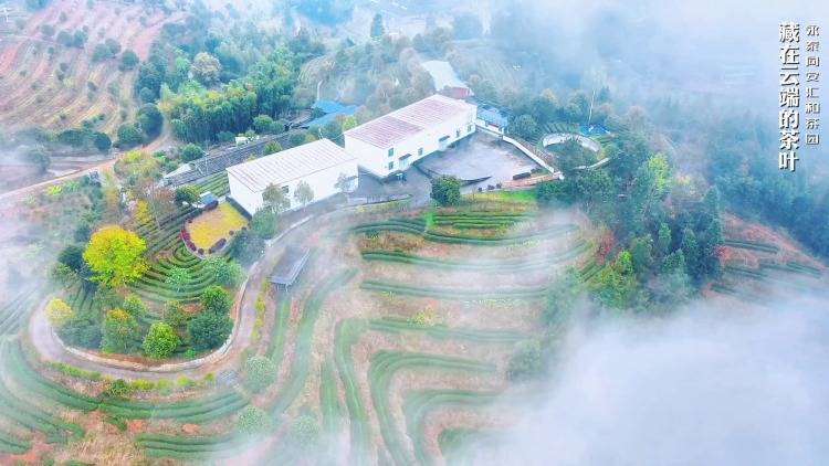 福建永泰：藏在云端的茶叶