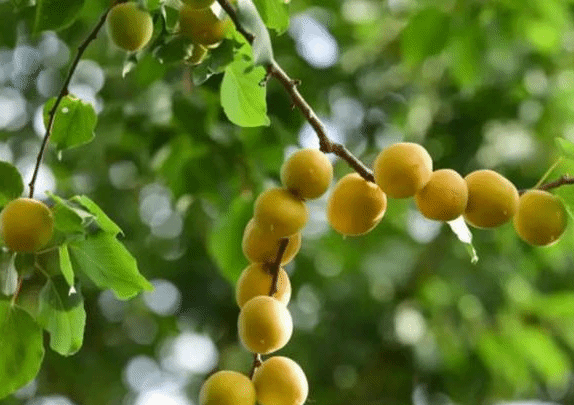 有人伤春 有人伤夏 最美伤夏情词 贺铸名篇