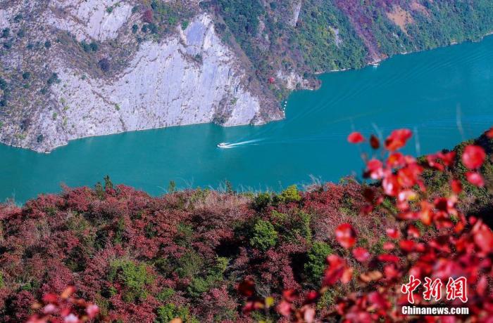 资料图:初冬时节,巫峡两岸层林尽染。 卢先庆 摄 资料图:初冬时节,巫峡两岸层林尽染。 卢先庆 摄
