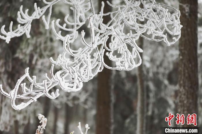 资料图:森林在纷纷扬扬的大雪中变得银装素裹。 朱森森 摄 资料图:森林在纷纷扬扬的大雪中变得银装素裹。 朱森森 摄