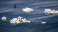 洱海又见海菜花