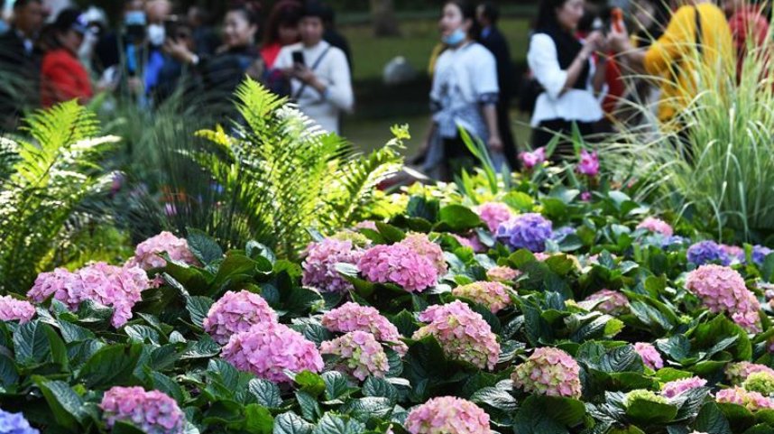 重庆：花博会人气足