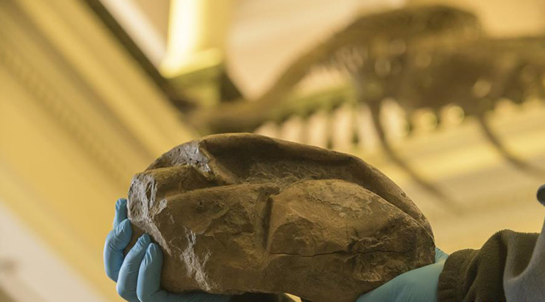 科学家确认白垩纪“海洋霸主”沧龙的蛋化石