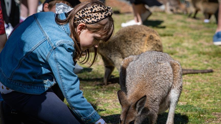 悉尼多家动物园恢复营业
