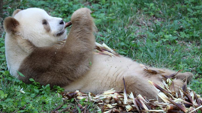 棕色大熊猫“七仔”的幸福生活