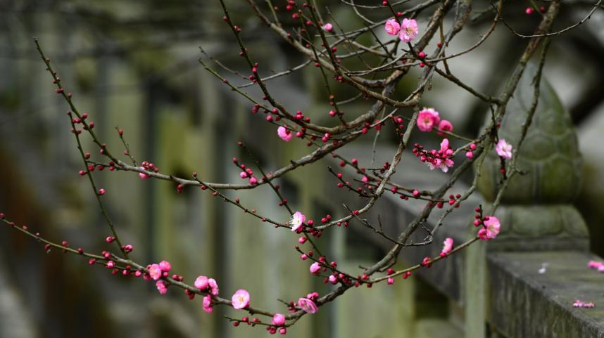 “大寒”时节梅花香