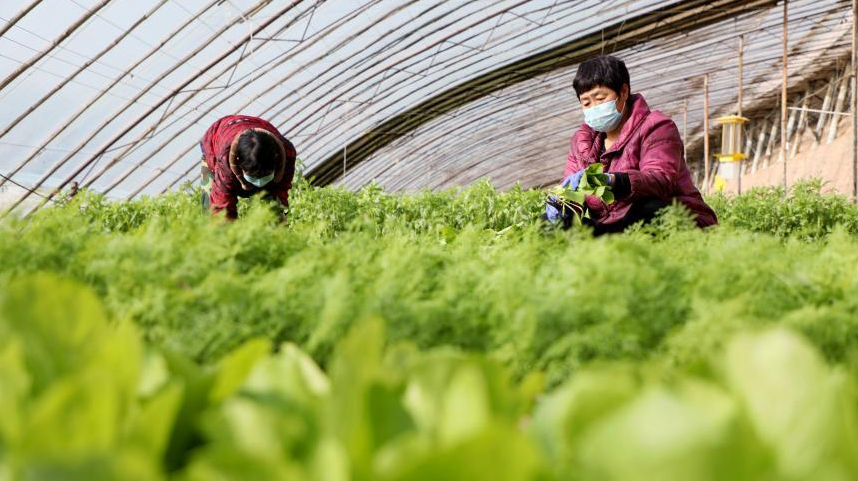 河北隆尧：有序恢复农业生产 保障春节市场供应