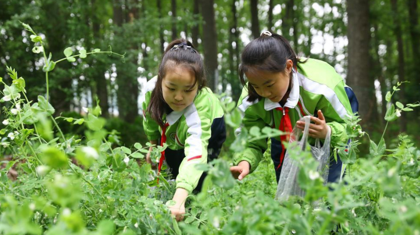 户外劳动课堂 学习劳动知识