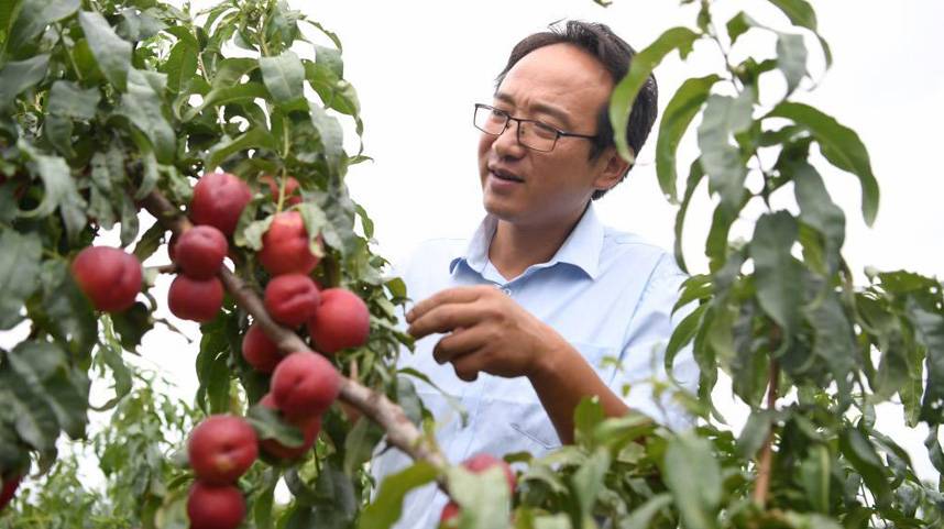 我在沙漠种桃子