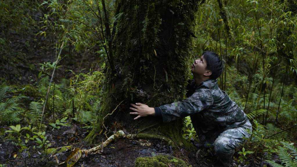 初步判定树龄超500年 云南发现一棵国家一级保护植物须弥红