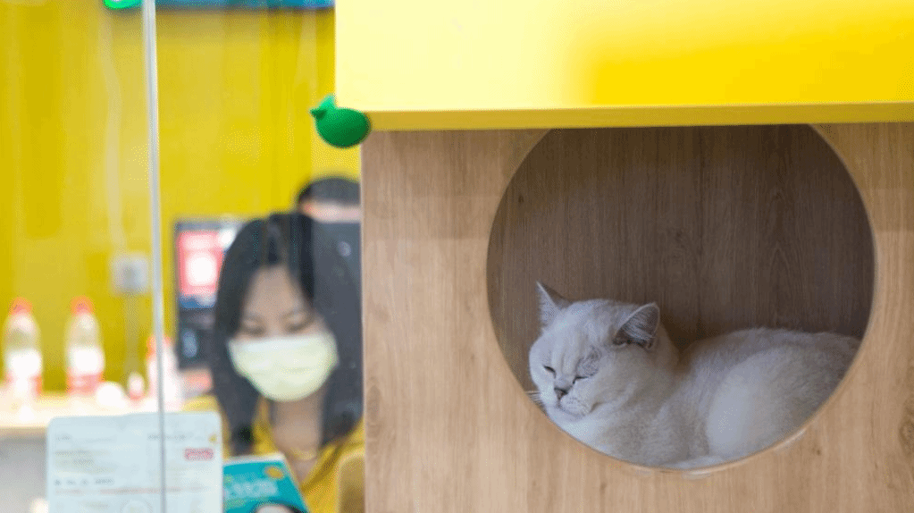 书店里的“猫咪伴读”