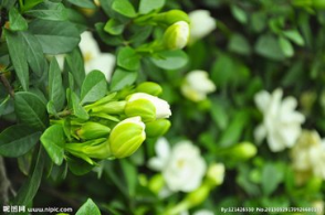 又到栀子花开