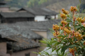 老闵的不归路