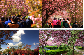 鹤壁市淇滨区防范办樱花节里忙反邪