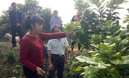 摆脱邪教果园里弹奏幸福“音符”