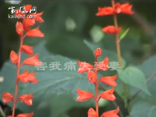 法轮功害我痛失爱妻（视频）