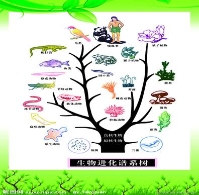我为“主佛”补堂生物课